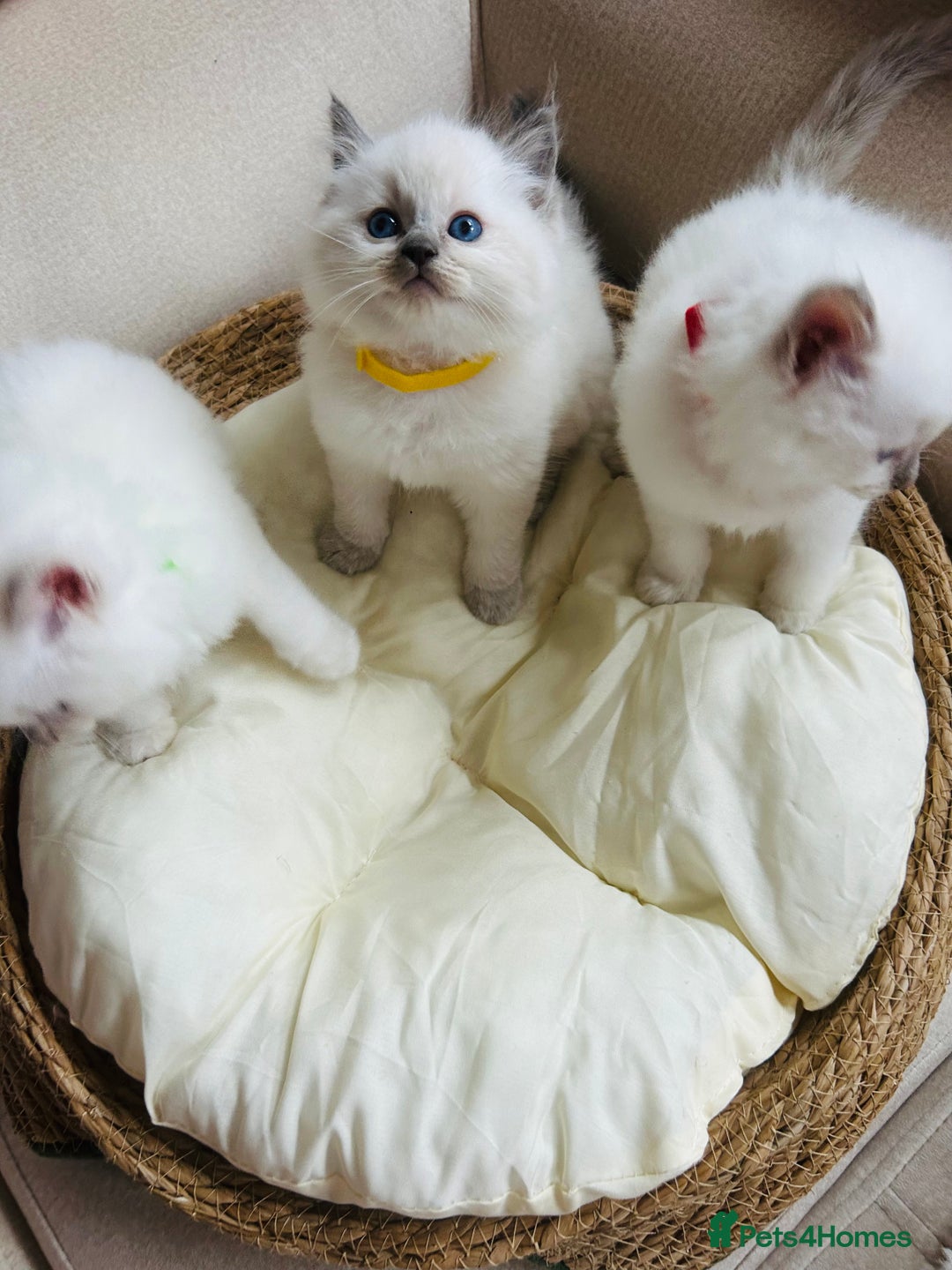 Ragdoll cats for sale: Ragdoll kittens  - Image 17