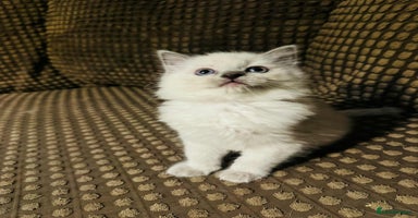 Ragdoll cats - Advert 6