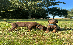 Dobermann dogs for sale: Ready now, Outstanding KC Reg Dobermann puppies - Image 25