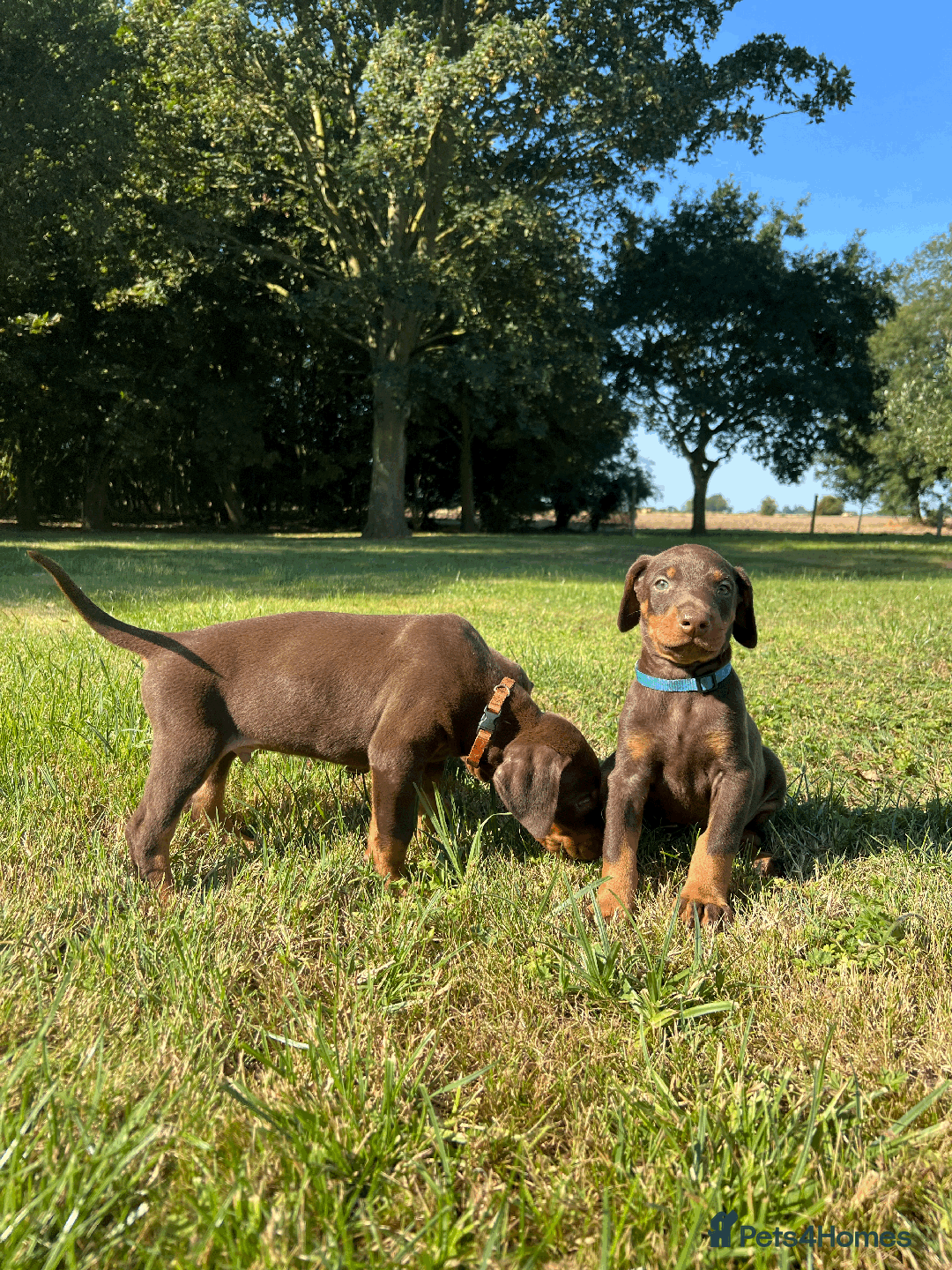 Dobermann dogs for sale: Ready now, Outstanding KC Reg Dobermann puppies - Image 25