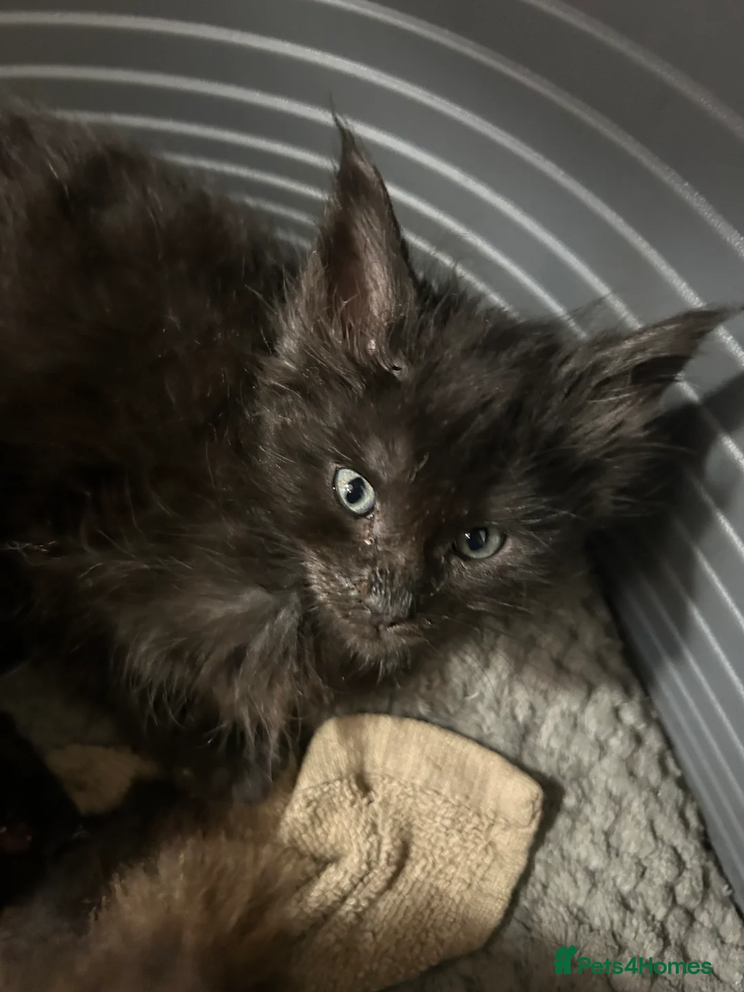 Maine Coon cats for sale:  5 BEAUTIFUL MAINECOON RUSSIAN LINE KITTENS LEFT  - Advert 28