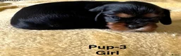 Cavalier King Charles Spaniel dogs for sale: Choc & Tan carriers - CKC Spaniel Puppies - Advert 21