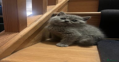 British Shorthair cats - Advert 4