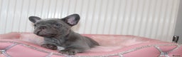 French Bulldog dogs for sale: Solid lilac French bulldog’s  - Advert 5
