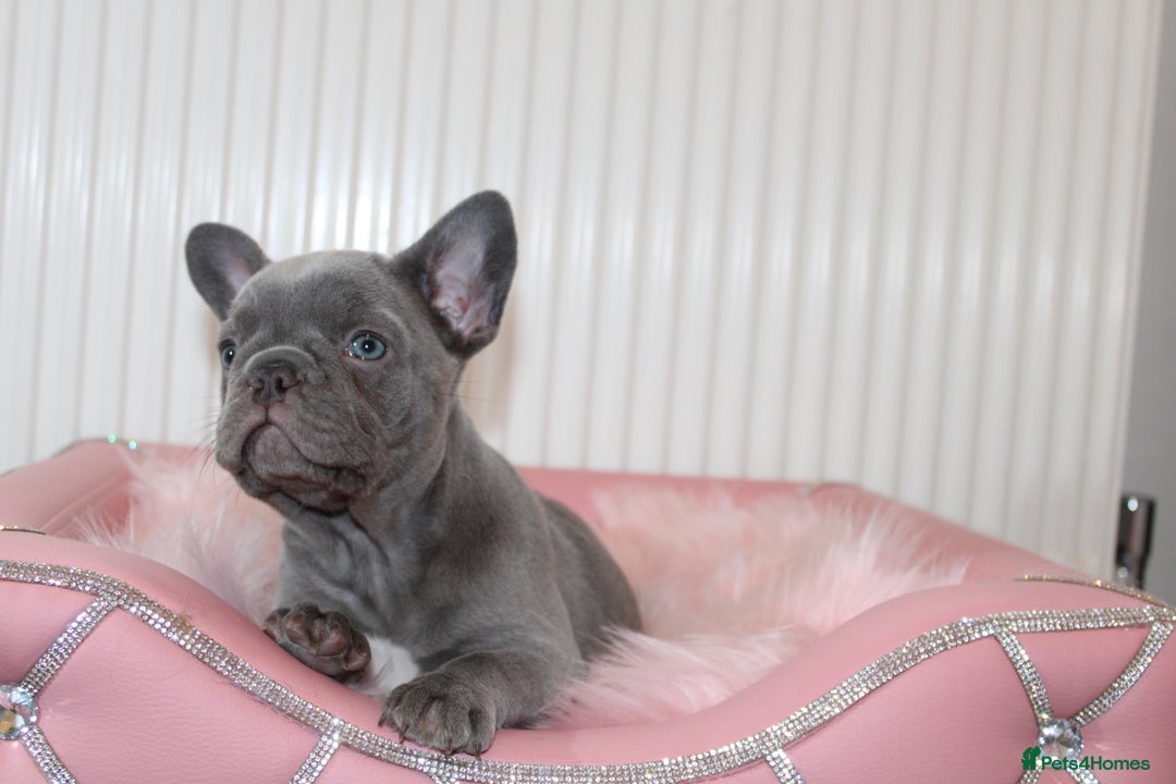 French Bulldog dogs for sale: Solid lilac French bulldog’s  - Advert 5
