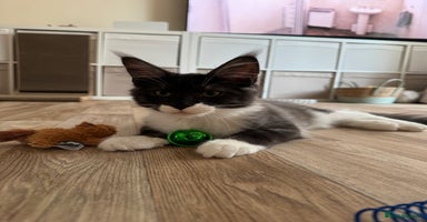 Maine Coon cats - Advert 11