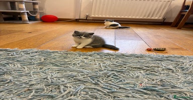 British Shorthair cats - Advert 8