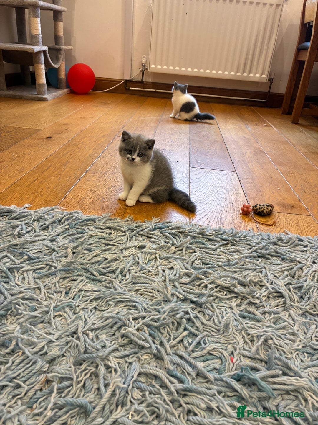 British Shorthair cats for sale: LAST 3 GIRLS CHAMPION BLOOD LINES BSH KITTENS - Image 2