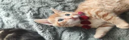 British Shorthair cats for sale: Kittens  - Advert 13