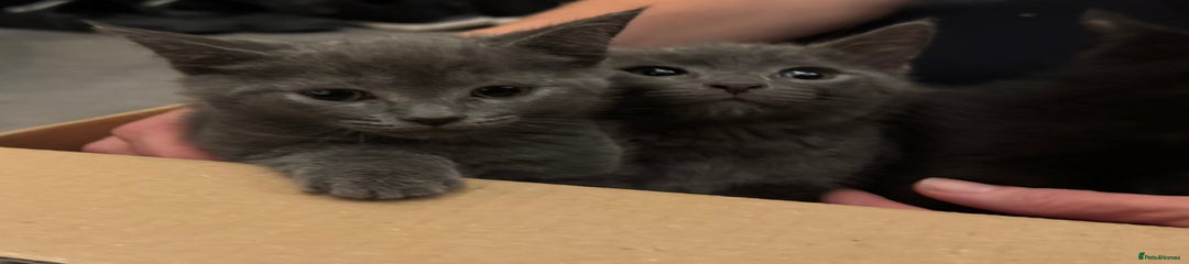 Mixed Breed Grey Boy Kitten