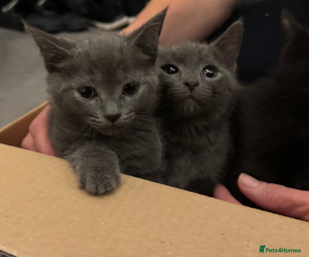 Mixed Breed cats for sale: 3 Black Boys, 1 Grey Girl and 1 Grey Boy Kittens - Image 3