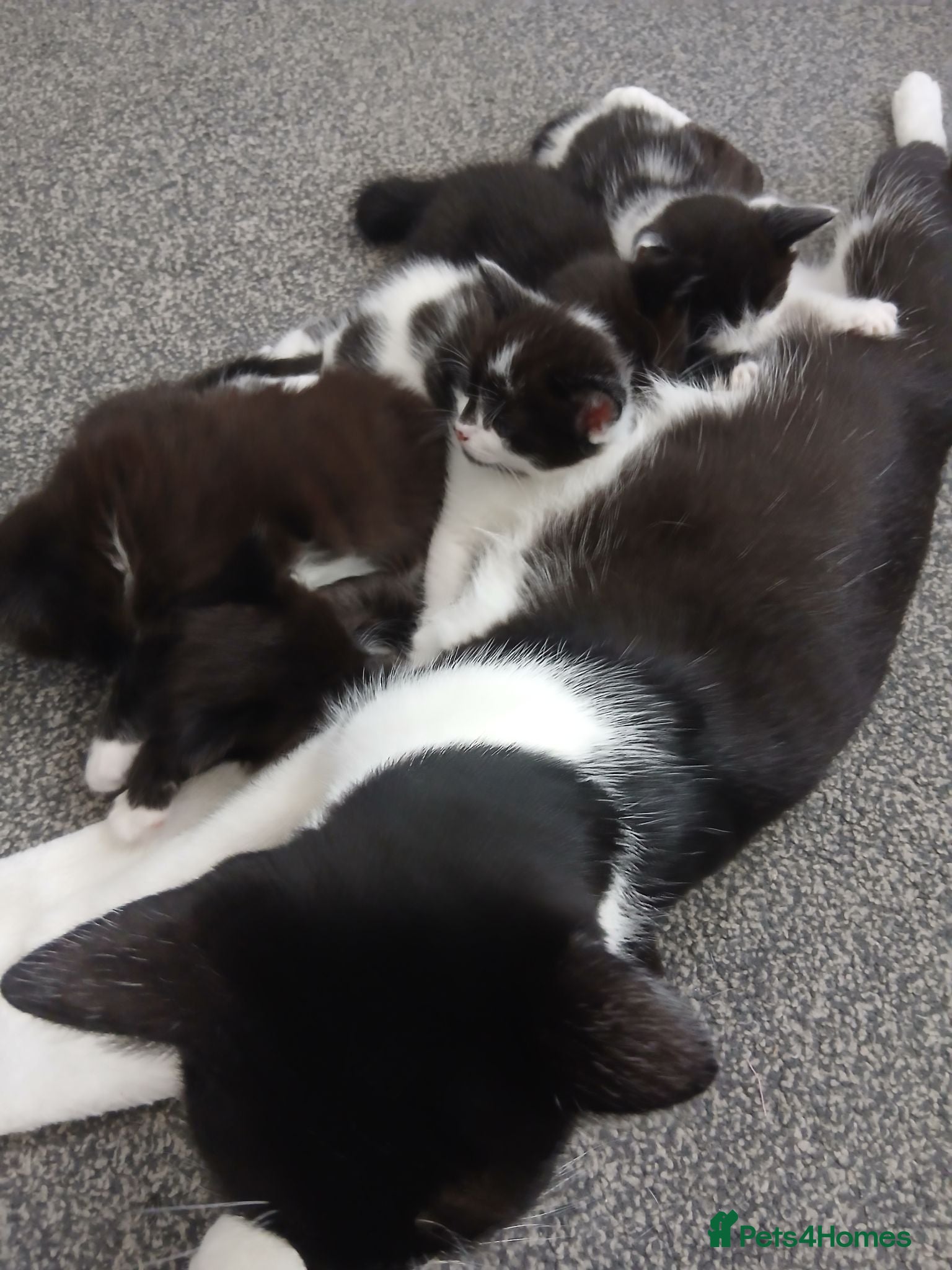 Mixed Breed cats 6 Adorable Kittens (4 Boys, 2 Girls)  - Advert 1
