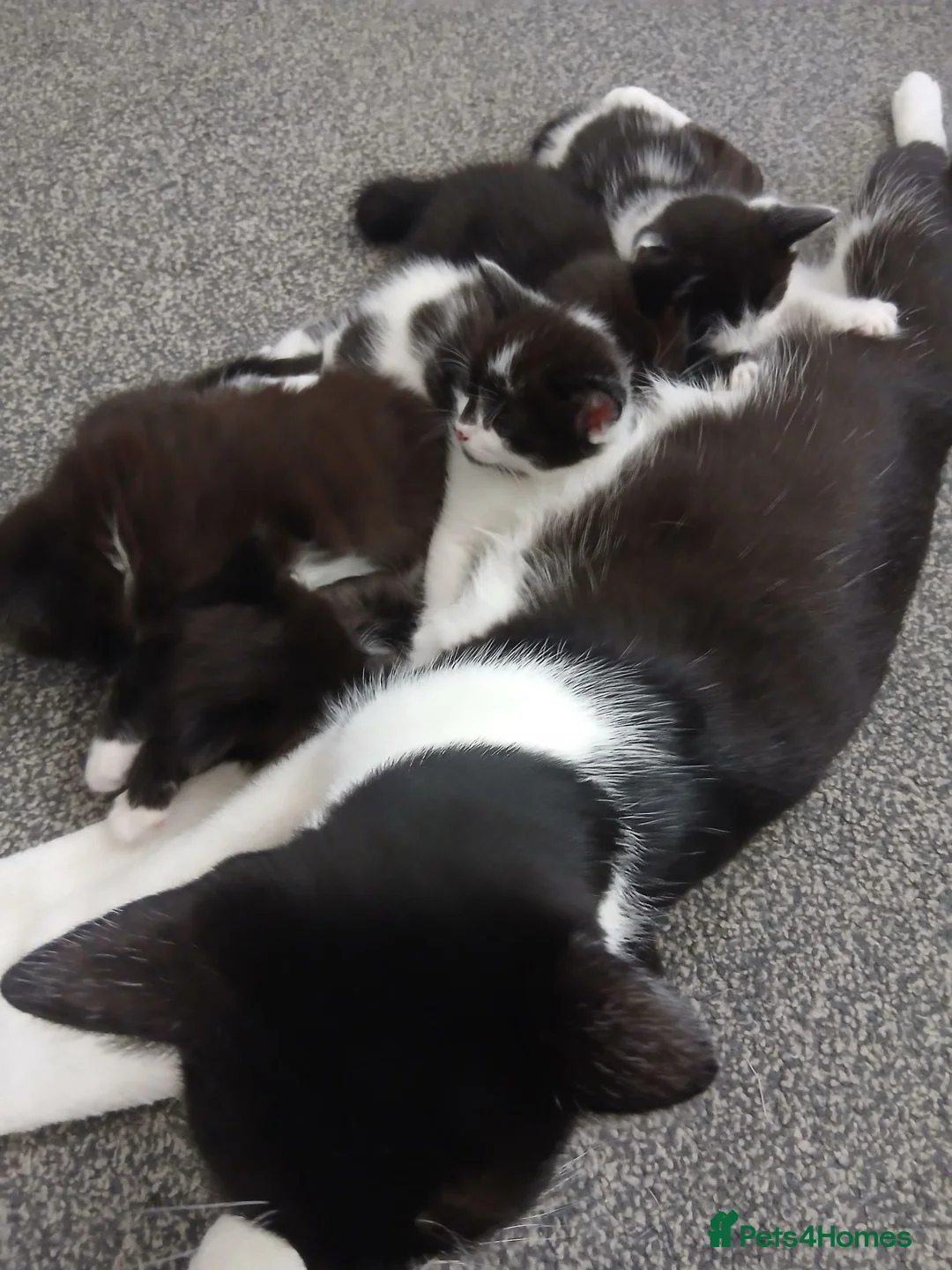 Mixed Breed cats for sale: 6 Adorable Kittens (4 Boys, 2 Girls)  - Advert 1