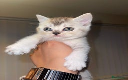 British Shorthair cats for sale: British short hair kittens - Image 8