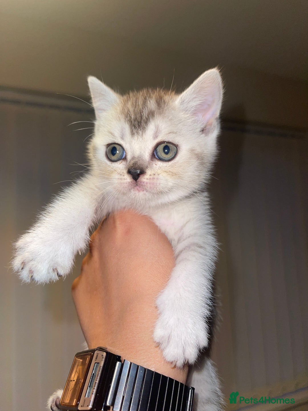 British Shorthair cats for sale: British short hair kittens - Image 8