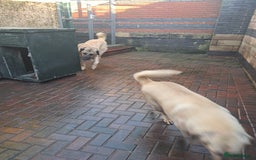 Turkish Kangal dogs for sale: Turkish kangal  - Image 7