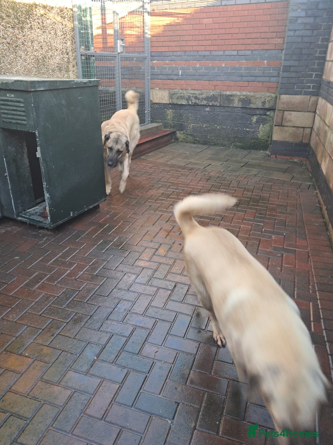 Turkish Kangal dogs for sale: Turkish kangal  - Image 7