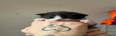 Mixed Breed Kitten 4