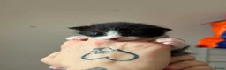 Mixed Breed cats for sale: Persian x siamese  - Advert 5