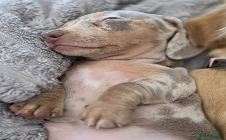 Miniature Dachshund dogs for sale - Advert 2