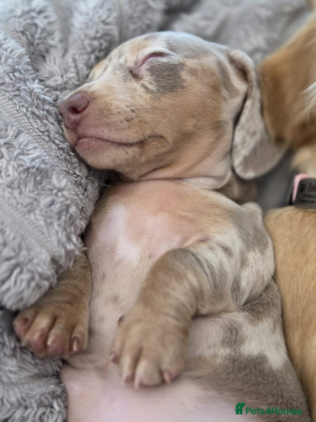 Miniature Dachshund dogs for sale: 10 week old miniature issabelle dapple female  - Image 1