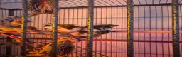 Finches birds for sale: 5 finches and 1 Canary  - Advert 3