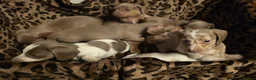 Dachshund dogs for sale: Cheeky Mini daschunds babies - Advert 13