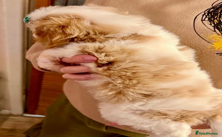 Cavapoo dogs - Advert 2