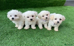 Poodle dogs for sale: Poodles pups for forever home - Image 12