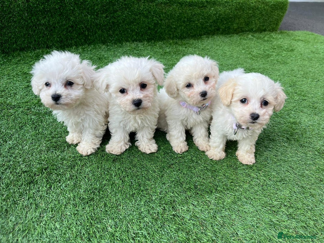 Poodle dogs for sale: Poodles pups for forever home - Image 12
