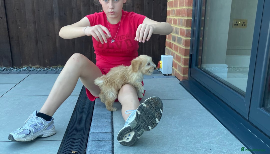 Cockapoo dogs for sale: Our baby cockapoos 🥰 - Image 9