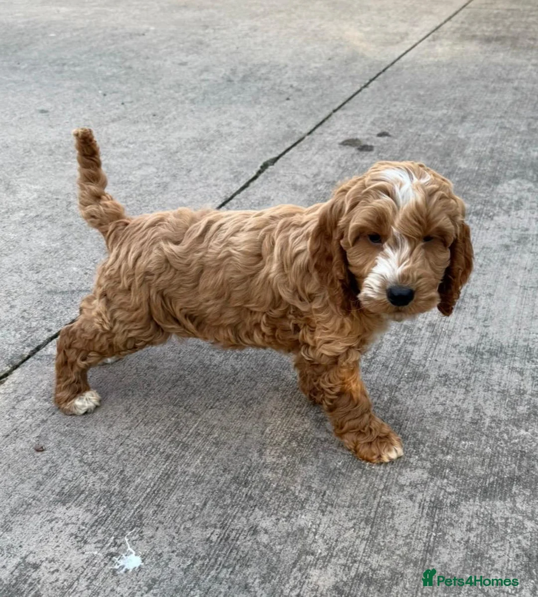 Cockapoo dogs for sale: Cockapoo Puppies F1b - Advert 2
