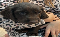 Mixed Breed dogs for sale: Cocker gold maraner - Image 12