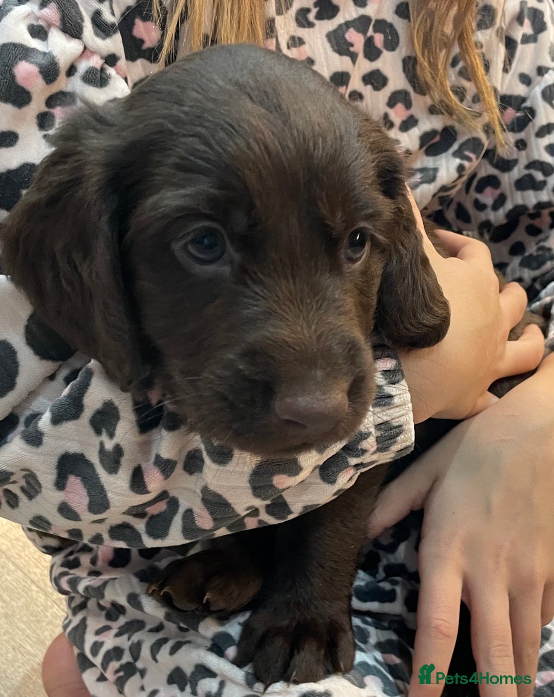 Mixed Breed dogs for sale: Cocker gold maraner - Image 12