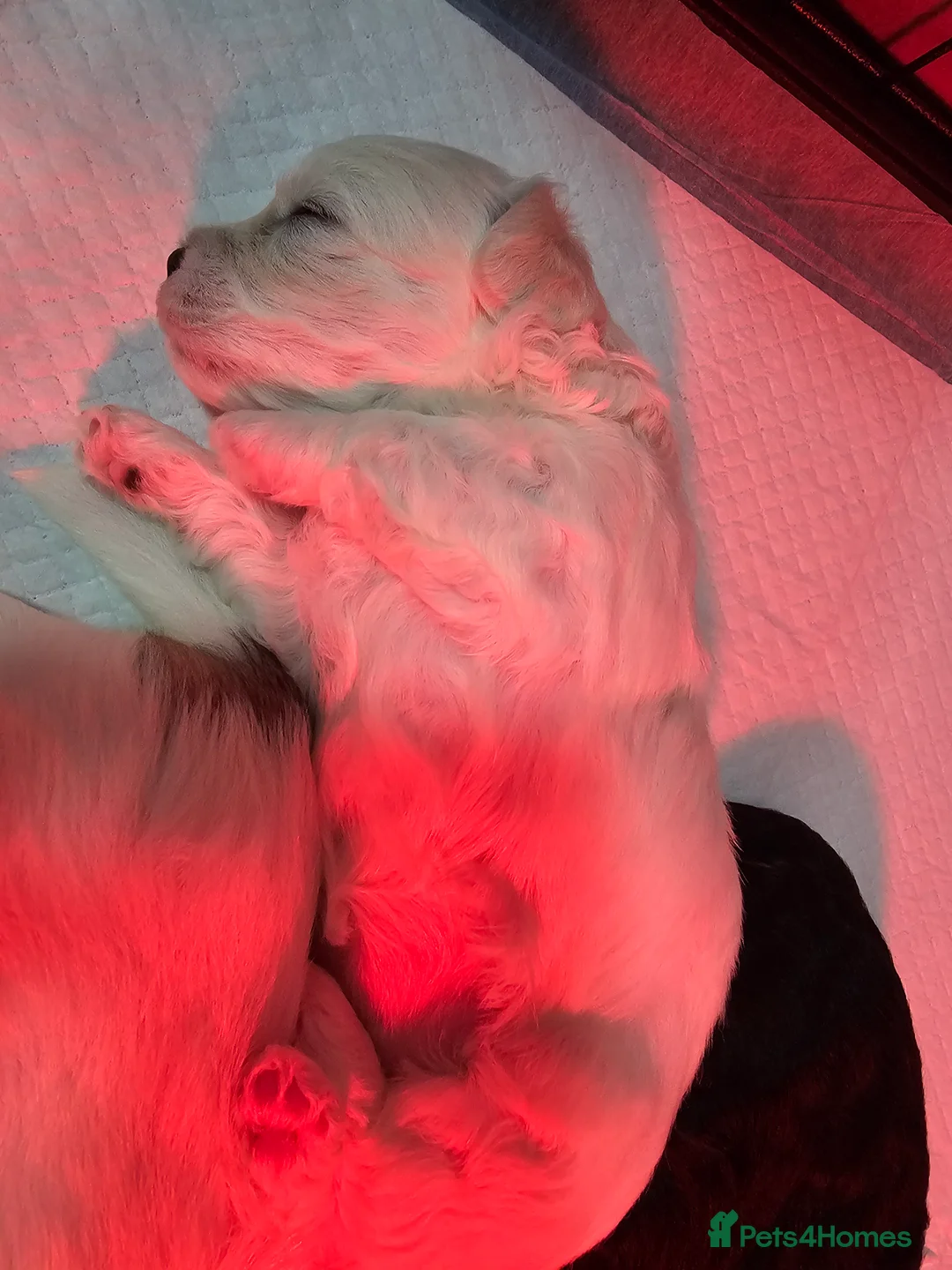 Bichon Frise dogs for sale: Bichon puppies in Luton - Advert 19