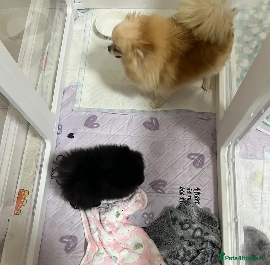 Pomeranian dogs for sale: POM PUPS READY TO GO X in Bilston - Advert 3