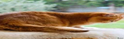British Shorthair cats for sale: Ready Now Stunning Golden Girl British Shorthair - Advert 8