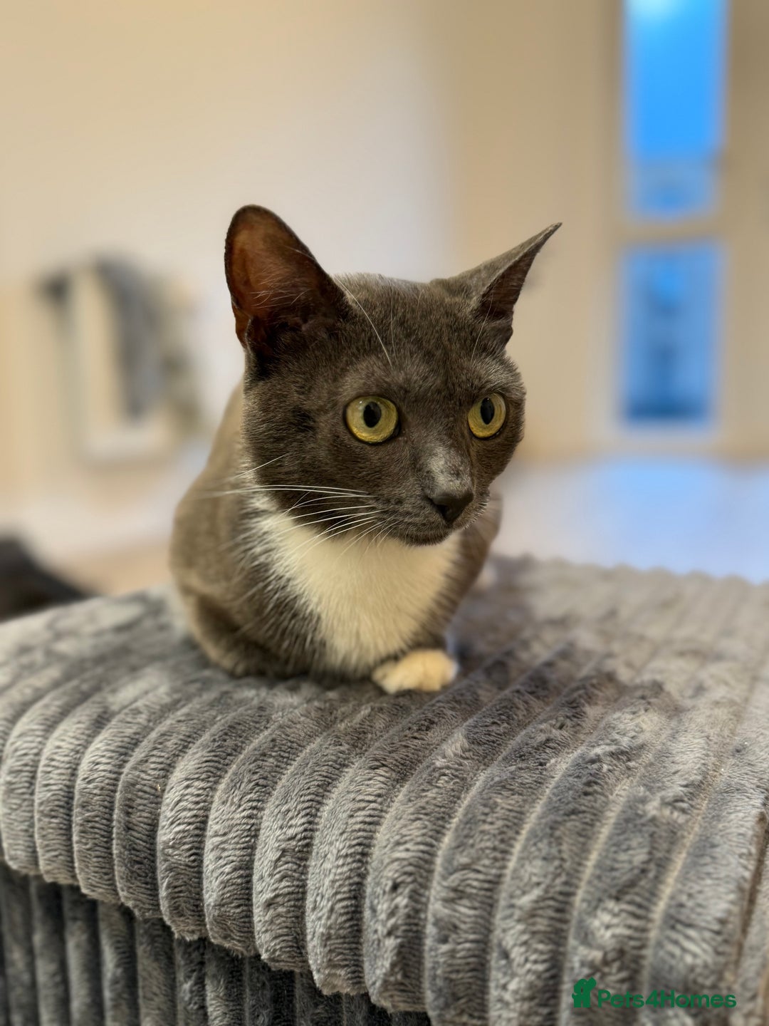 Russian Blue cats for sale: Russian blue x biocolor kittens 3 left  - Image 9