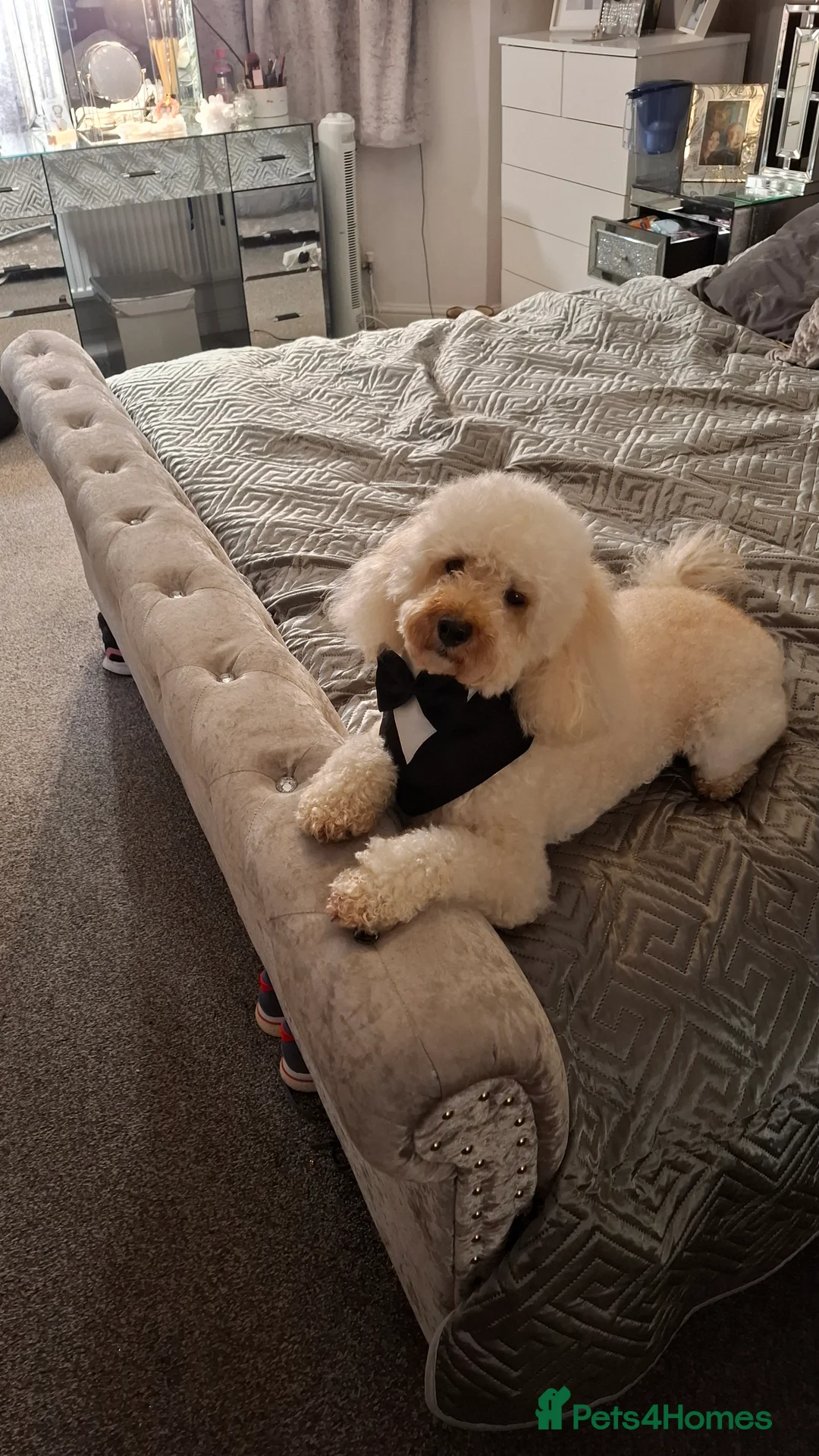 Toy Poodle dogs for stud: Toy Poodle for Stud - Advert 2