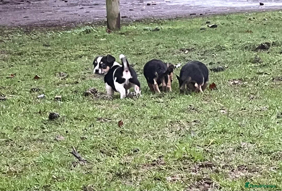 Mixed Breed dogs for sale: Gorgeous Jackchi pups  - Advert 3