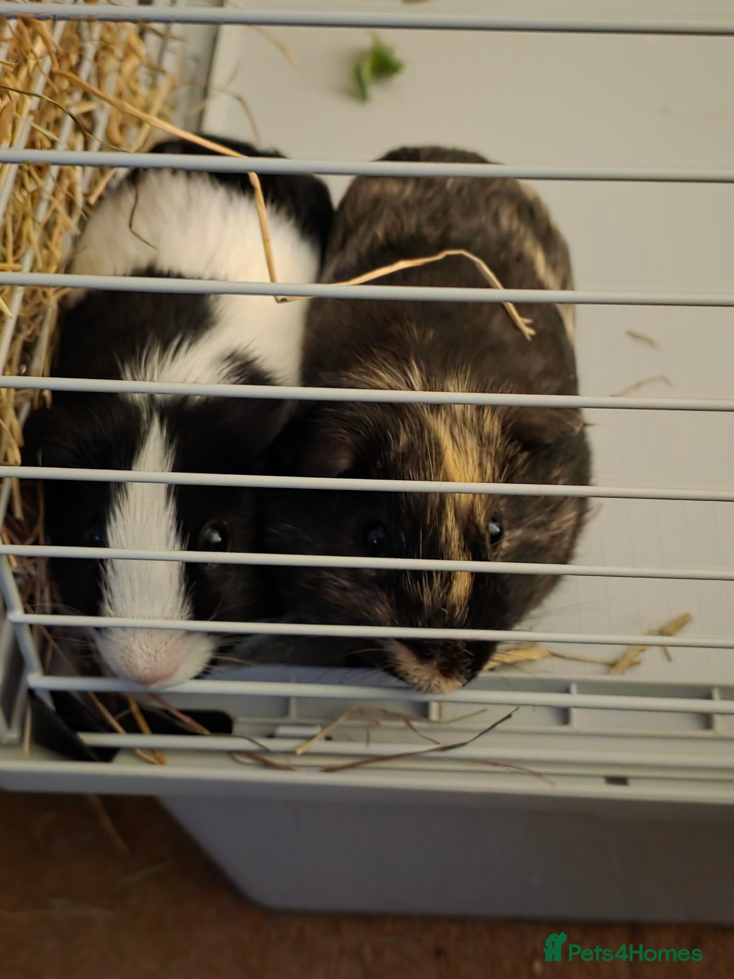 Guinea Pig rodents 2 male guinea pigs for rehoming  - Advert 7