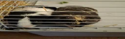 Guinea Pig rodents for sale: 2 male guinea pigs for rehoming  - Advert 1