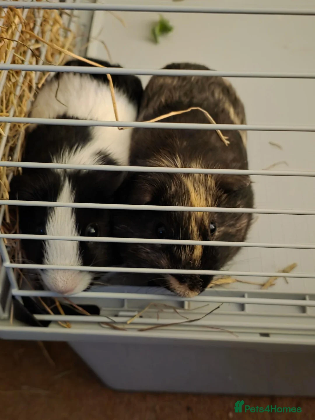 Guinea Pig rodents for sale: 2 male guinea pigs for rehoming  - Advert 1