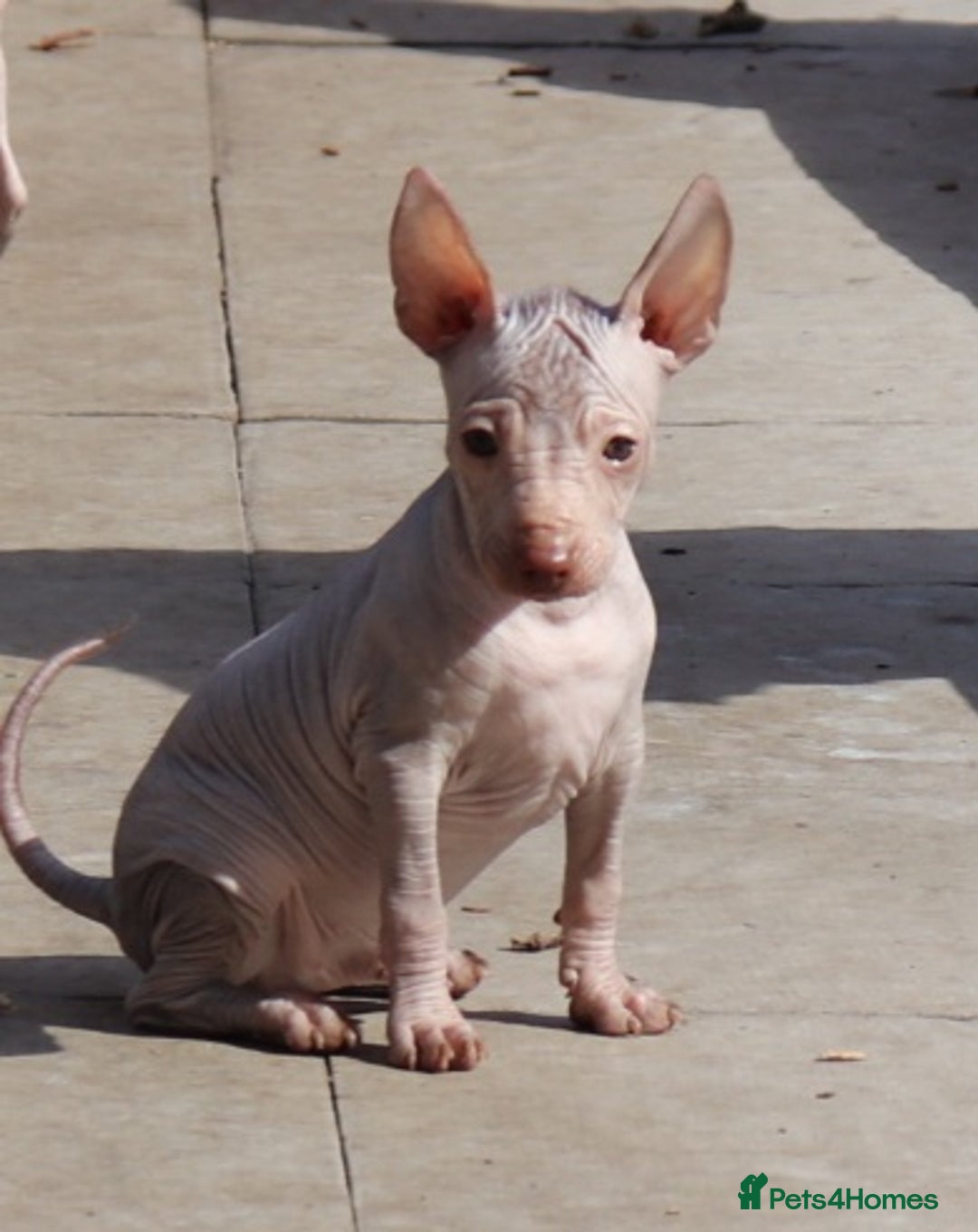 Mexican Hairless dogs for sale:  1 mini boy red  2000 mini black girl 2000. - Image 21