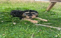 Cockapoo dogs for sale: Fully vaccinated health tested pups - Image 2