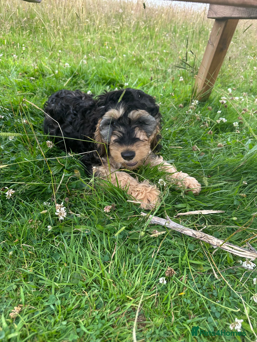 Cockapoo dogs for sale: Fully vaccinated health tested pups - Image 2
