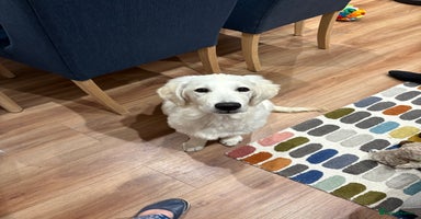 Golden Retriever dogs - Advert 5