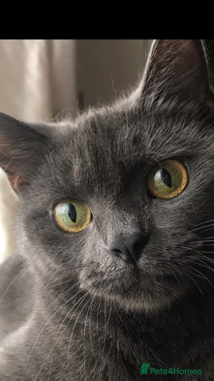 British Shorthair cats Adorable Kittens for Sale – Ready for Loving Homes - Advert 5