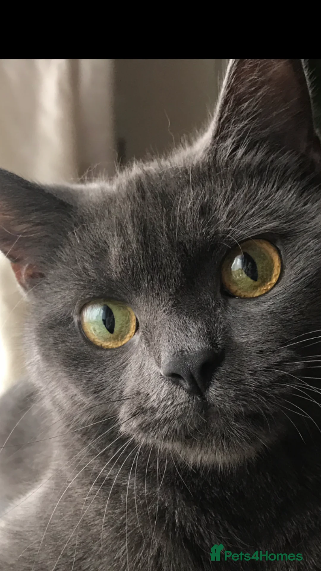 British Shorthair cats for sale: Adorable Kittens for Sale – Ready for Loving Homes - Advert 1