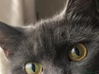 British Shorthair cats Adorable Kittens for Sale – Ready for Loving Homes - Advert 4